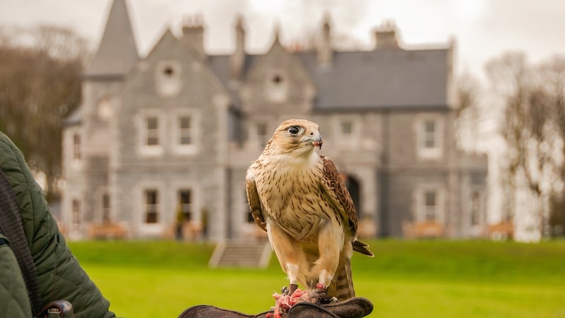 Falconry at Mount Falcon on the outskirts of Ballina.