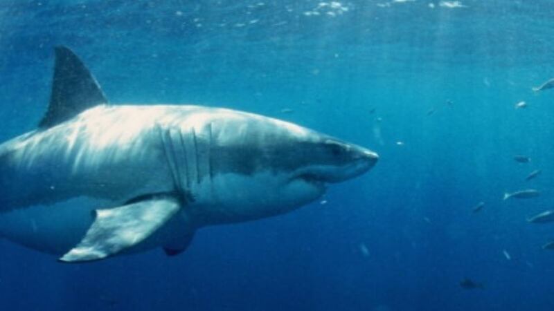 Great white sharks normally frequent temperate waters along the coastlines of South Africa, New Zealand, Australia, north and south America, the Mediterranean and into the Pacific. Photograph: Getty