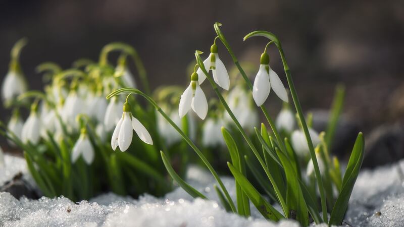 Snowdrops. Photograph: iStock
