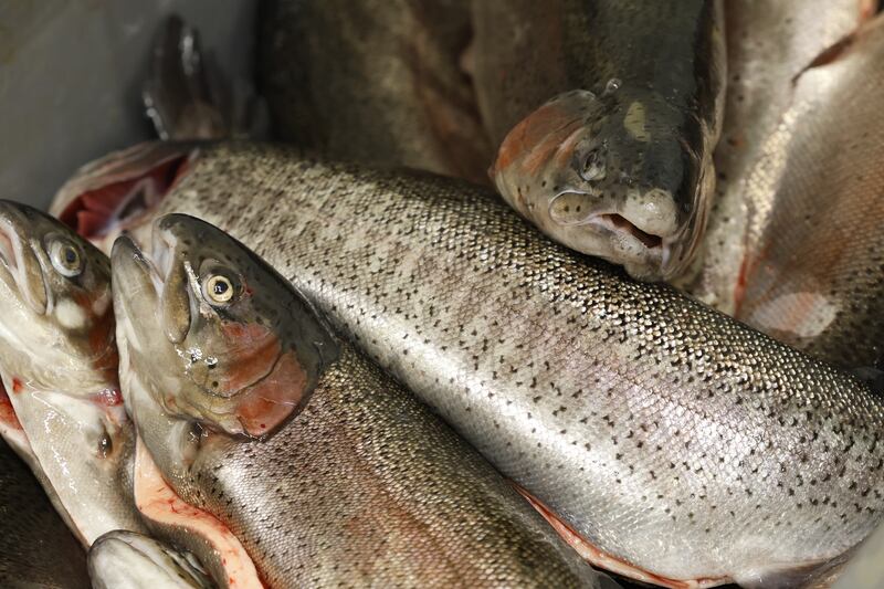 Goatsbridge trout ready to be processed