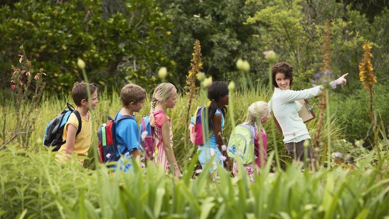 The Junior Pollinator Plan explains what pollination is, why it is important and what schools can do to help. Photograph: iStock
