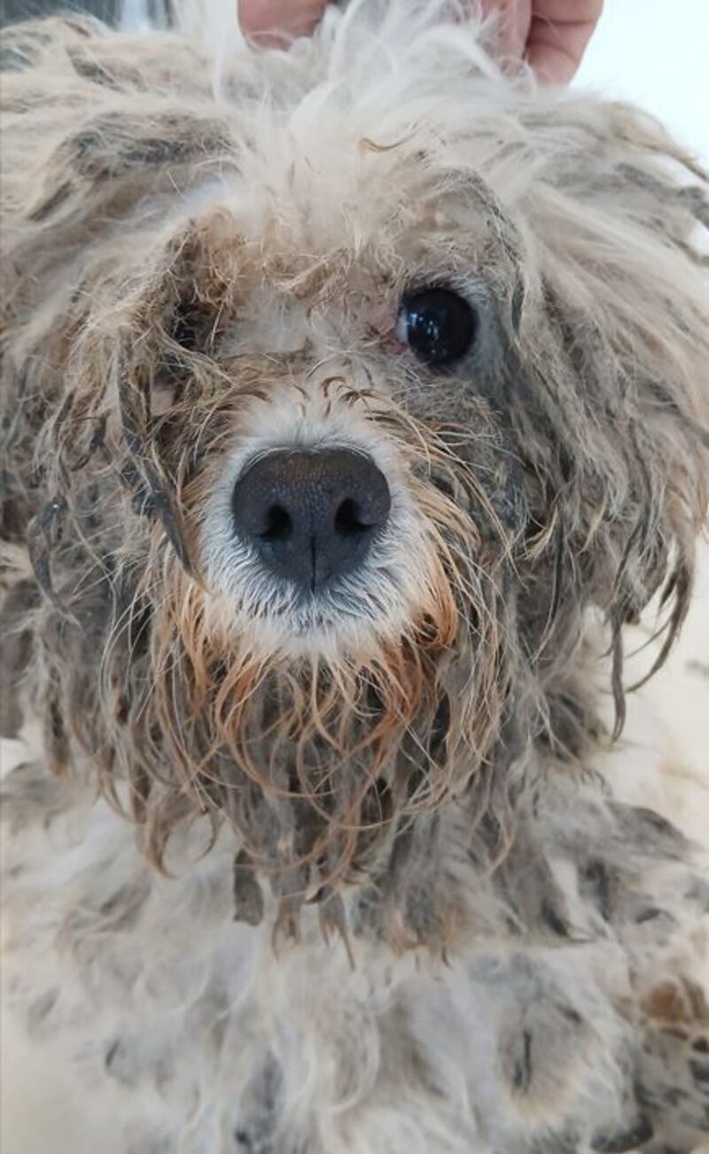 Three Cavachon dogs and two puppies were rescued by the ISPCA