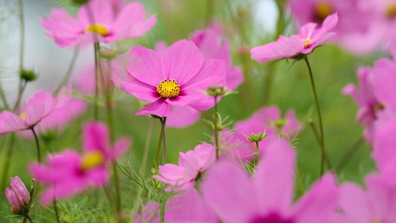 Sow seeds of hardworking, long-flowering annuals such as cosmos in April. Photograph: Richard Johnston