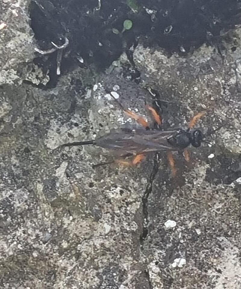 I am sure it is as partial to the cabbage white caterpillars of Mayo as those of anywhere else. Photograph: Aideen Loftus