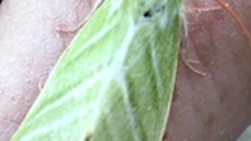 Green silver lines moth