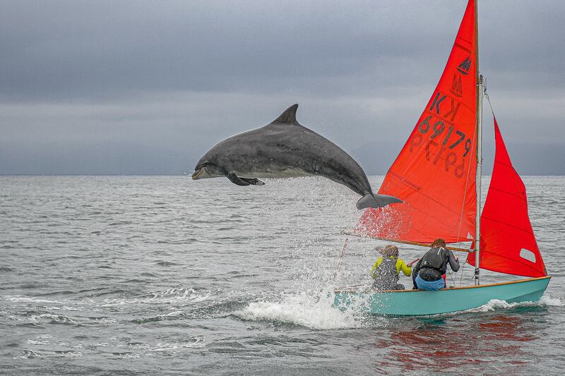 Graham Murphy's entry into the Wildlife and the Coast Category, 'Elegant and Beauty', taken in Dingle, Co Kerry.