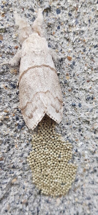 Pale tussock moth
