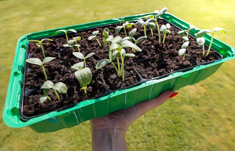 Both the slowing pace and changing manner of growth in our gardens and allotments that follows the summer solstice is already evident by July when the freshness, youth and lusty vitality of early summer is replaced by something altogether more mellow. Photograph: Getty Images