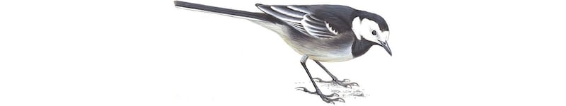 Pied Wagtail. Illustration: Mike Langman/rspb-images.com. For Ireland's most common garden birds poster, May 2021.