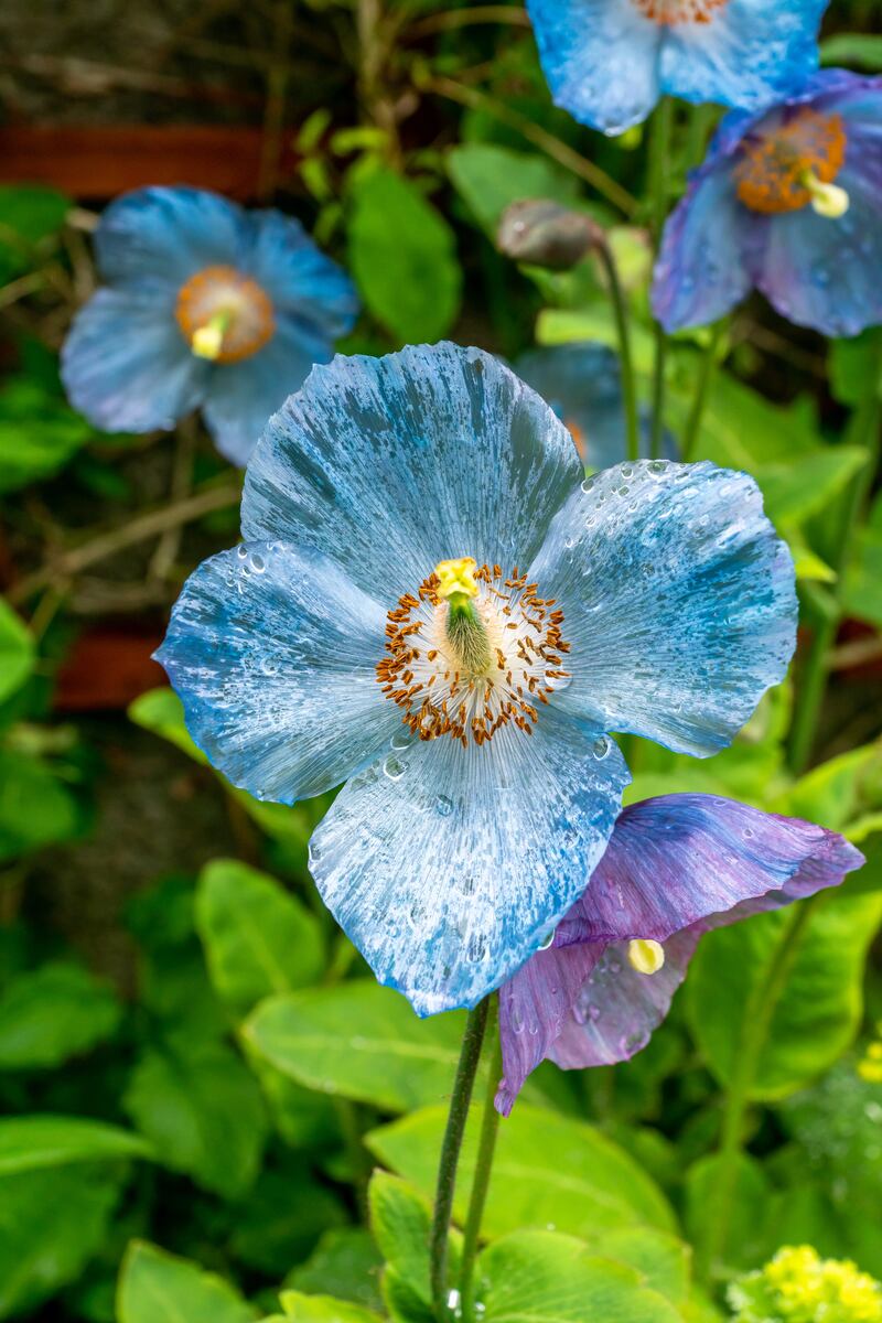 Himalayan blue poppy