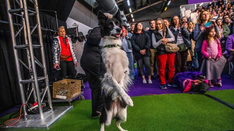 A border collie at the 144th Westminster Kennel Club Dog Show in New York. Researchers in Vienna have found that dogs’ personalities change over time and seem to mellow in the same way that most humans do. Photograph: Brittainy Newman/The New York Times.