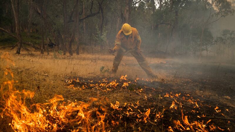A firefighter uses a tree branch in desperation to help put out a spot fire near Maragle, on Friday. Photograph: Matthew Abbott/The New York Times