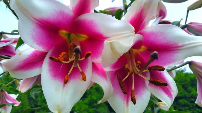 Hemerocallis (daylily)