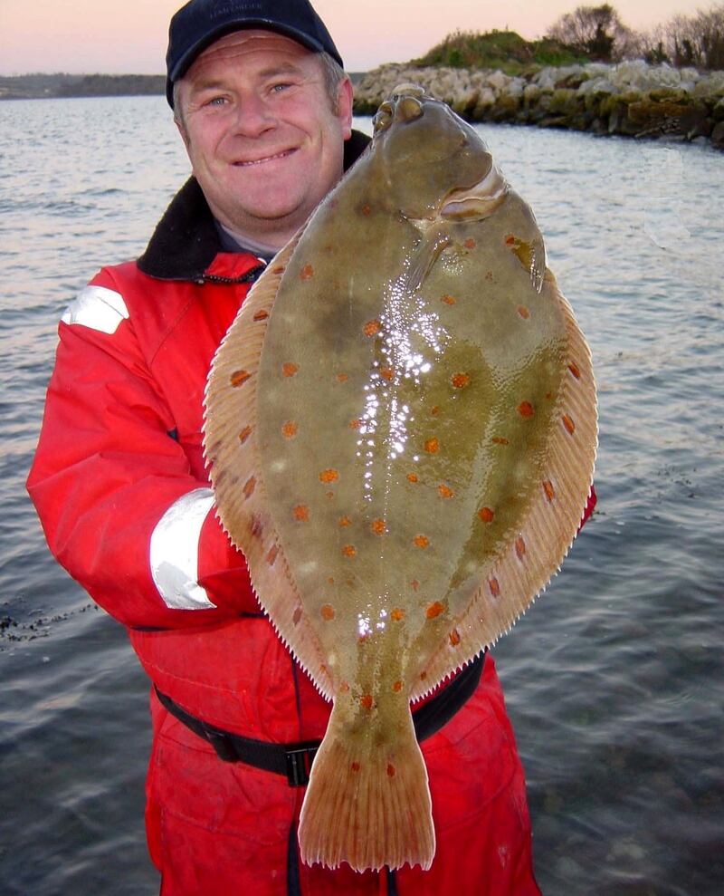 A fantastic plaice included in Irish specimen fish atlas
Angling