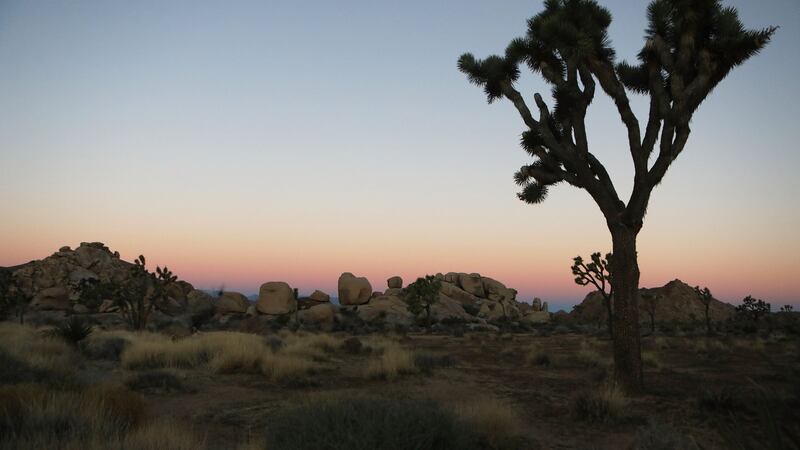 A Joshua tree stands at Joshua Tree National Park on January 4th, 2019 in Joshua Tree National Park, California. Photograph: Getty Images