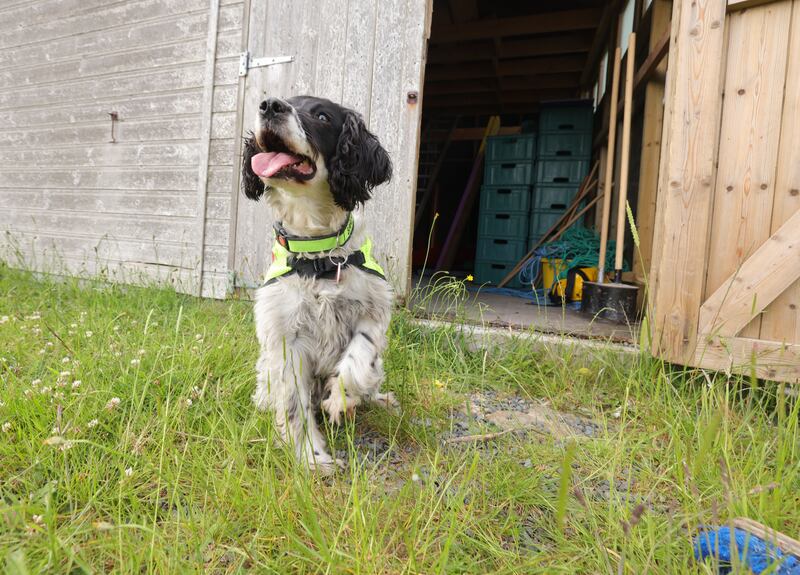 Nelly, a cadaver dog, sits and waits during  search training. Photograph: Alan Betson 