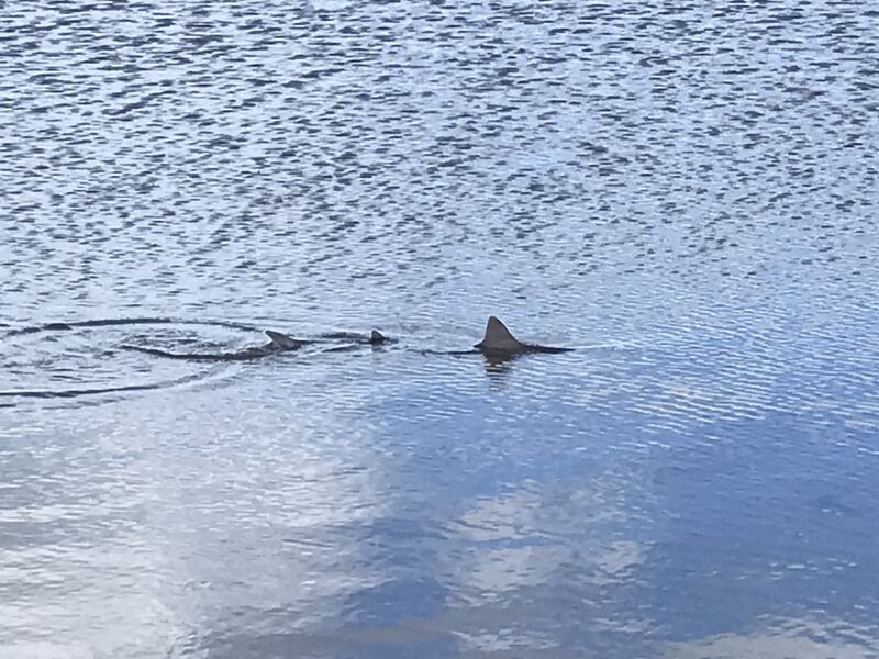 Photograph: Eoin O' Flynn