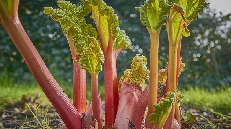 October is a great time of the year to plant rhubarb. Photograph: iStock