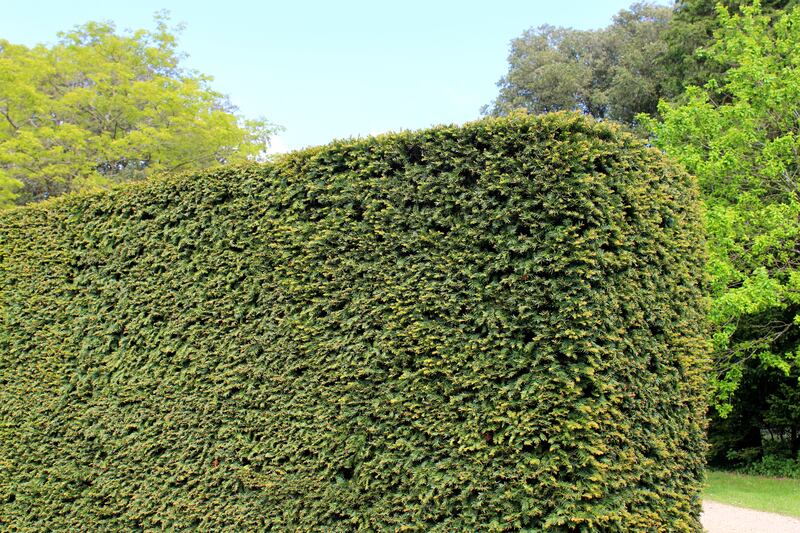 The nature of shade cast by an evergreen hedge changes both as the hedge grows and as the sun traverses the sky