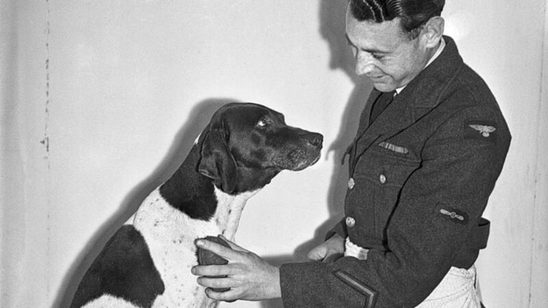 Frank Williams grooms Judy before one of her many public appearances. Photograph: Getty Images
