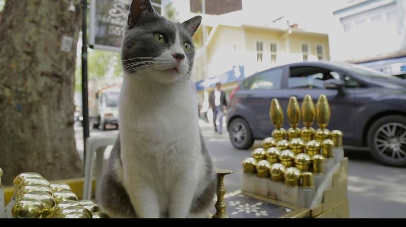 To date, ‘Kedi’ has grossed $2.7 million in the US, making it the third-highest-grossing foreign-language documentary of all time
