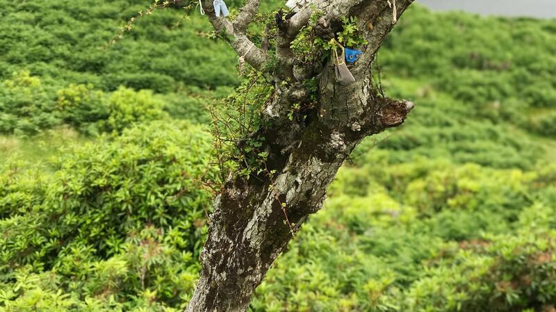 Dá bhfeicfí sceach gheal aonraic i lár gharraí, ghlacfaí leis go bhfuil an slua sí san áit.  Grianghraf: iStock