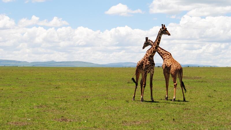Squaring up: Giraffes prepare for battle in the Masai Mara. Photograph: Ciara Kenny