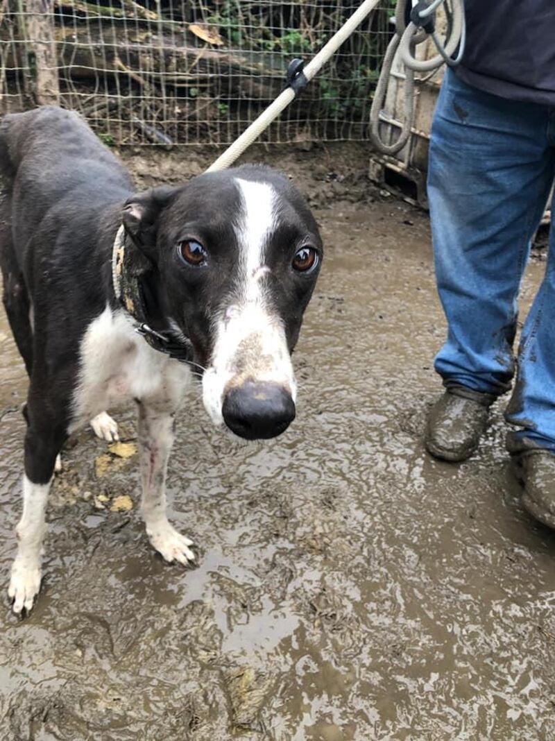 Dog seized by gardaí and animal welfare officers