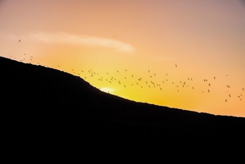 5.42pm, February 20th: I saw a flock of seagulls in a golden sunset while walking back from taking my daily picture.