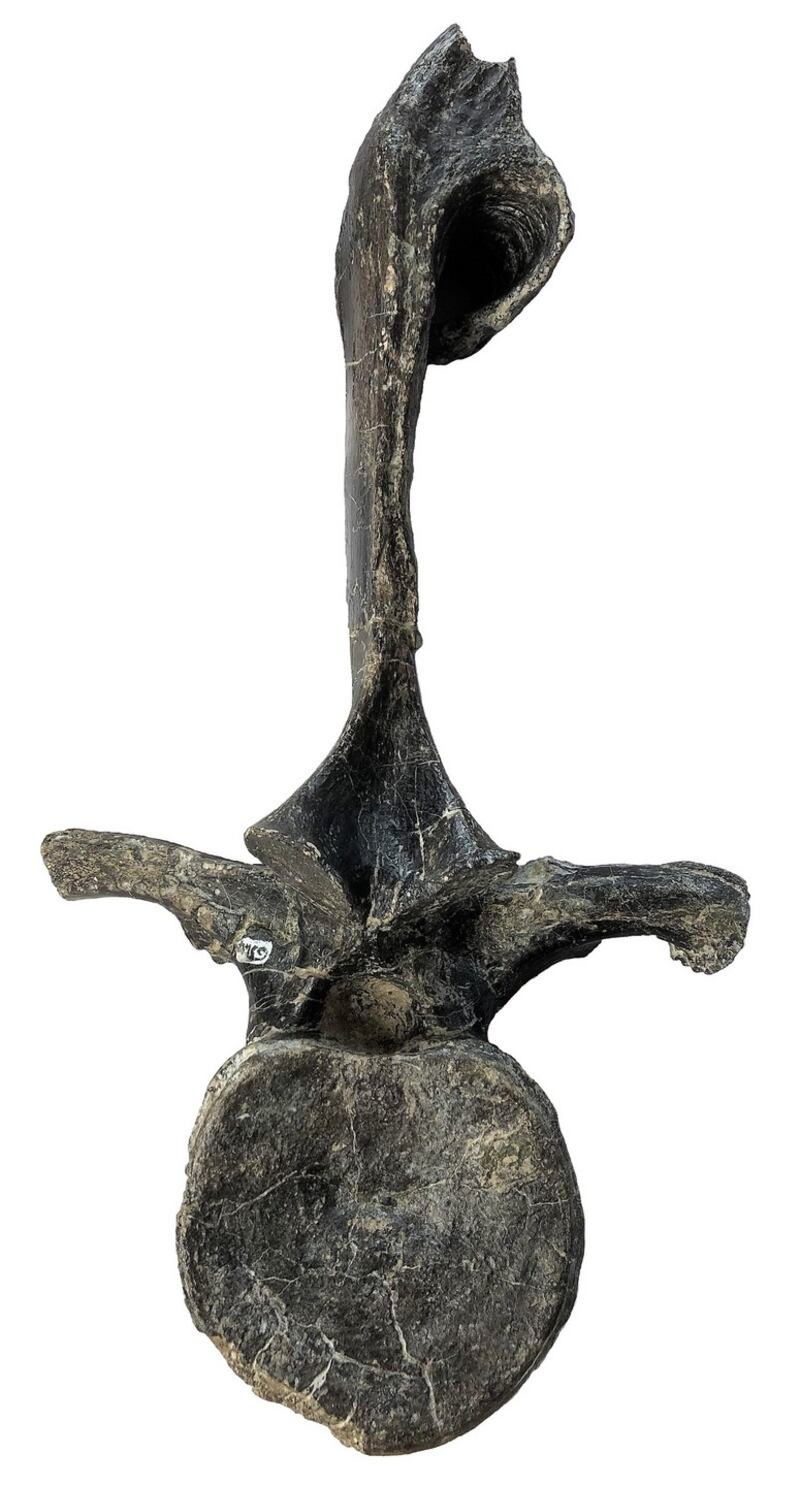 The dorsal vertebra, with pathological fracture, of the Brighstoneus simmondsi. Photograph: Jeremy Lockwood/University of Portsmouth/PA