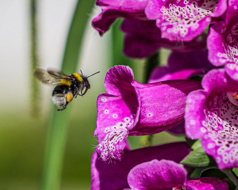 It's that time of year once again: Bloom in the Phoenix Park 