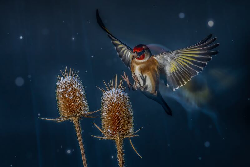 Heavenly Elegant Flight: European Goldfinch, Carduelis carduelis, by Nicolas Groffal won silver in the birds in flight category 