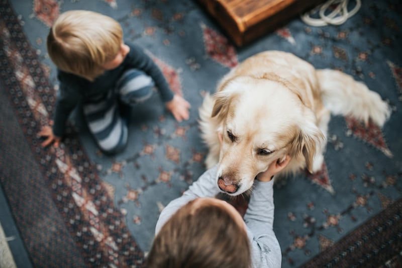 Pet issues: Apartments in Ireland are not designed for children and dogs and lack easy access to green spaces. Photograph: Getty Images