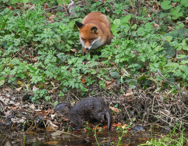 The watcher and the watched: A fox and an otter pup captured along the dodder river in Dublin. Photograph: Paul Campbell
