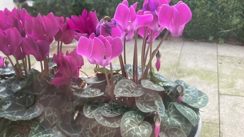 Jim Egan saw a white-tailed bumblebee on his cyclamen.