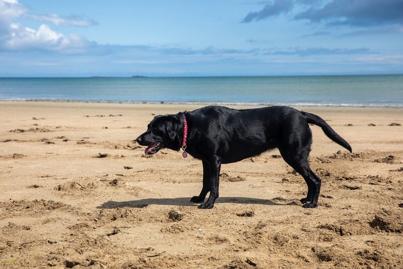 Luna on Utah beach in Normandy. Photograph: Fionn Davenport
