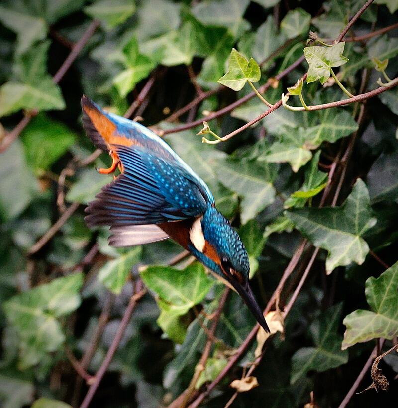 Kingfisher hovering above the river Dodder. Photograph: Declan Tarpey