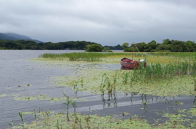 Fringed water lily in Lough Leane, Co Kerry. Photograph: Anne Lucey