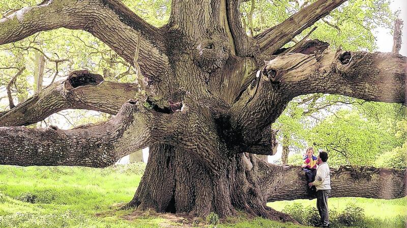 A Charleville forest tree known as the King Oak, from the book Meetings With Remarkable Trees by Thomas Pakenham. Pakenham’s lifetime of work is now being formally recognised.