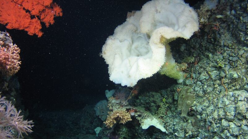 A huge ‘gramophone’ sponge in a pristine area at around 1,200m depth off the west coast of Ireland.To the left is a massive colony of the black coral Leiopathes (top), the stony coral Solenosmilia (middle) and bamboo coral (bottom). Photograph: NUIG
