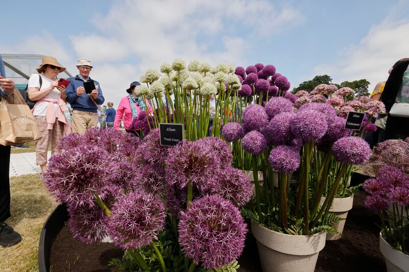 A display of Alliums at Bord Bia Bloom in the Phoenix Park, Dublin. Photograph: Alan Betson