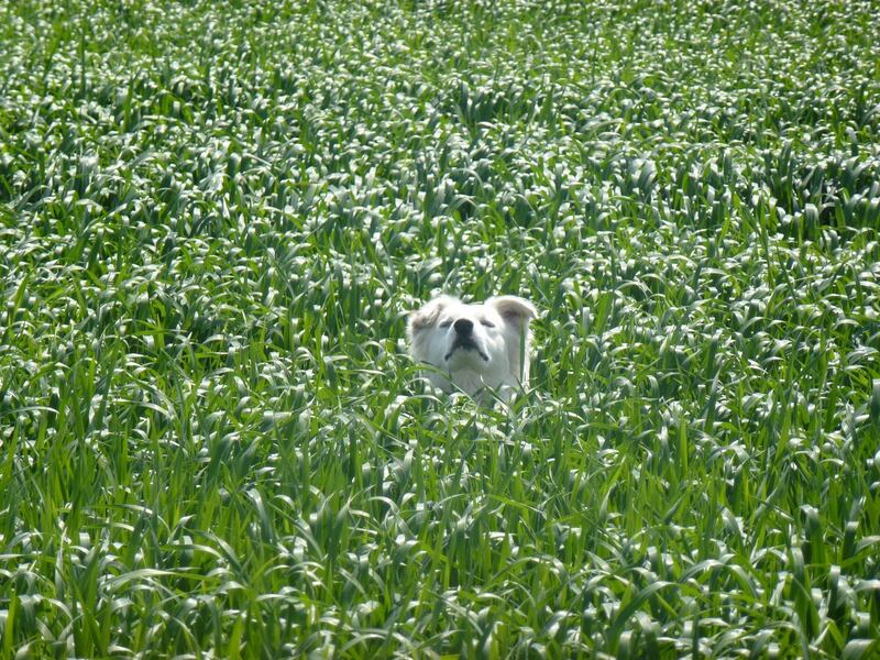 Let the sun glow and the barley grow. Photograph: Lorraine Middleton