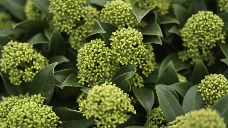 Skimmia ‘Fragrant Cloud’ a hardy, evergreen ornamental, slow-growing shrub that makes a valuable addition to any winter display. Photograph:  Richard Johnston
