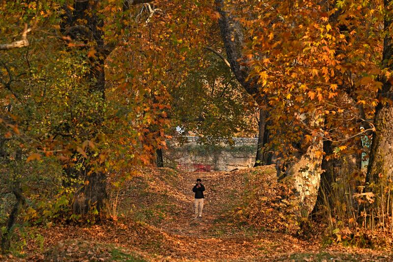 Make a walk in the woods a time for self and not selfies. Photograph: Tauseef Mustafa/AFP via Getty