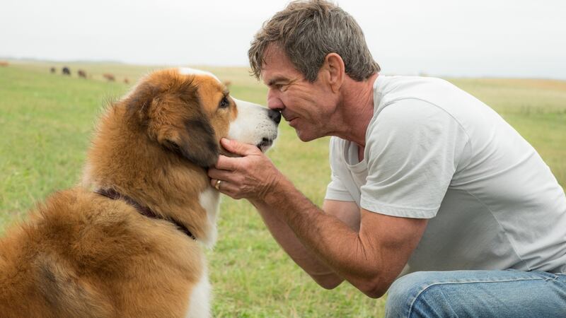 Dennis Quaid and pooch in A Dog’s Porpose