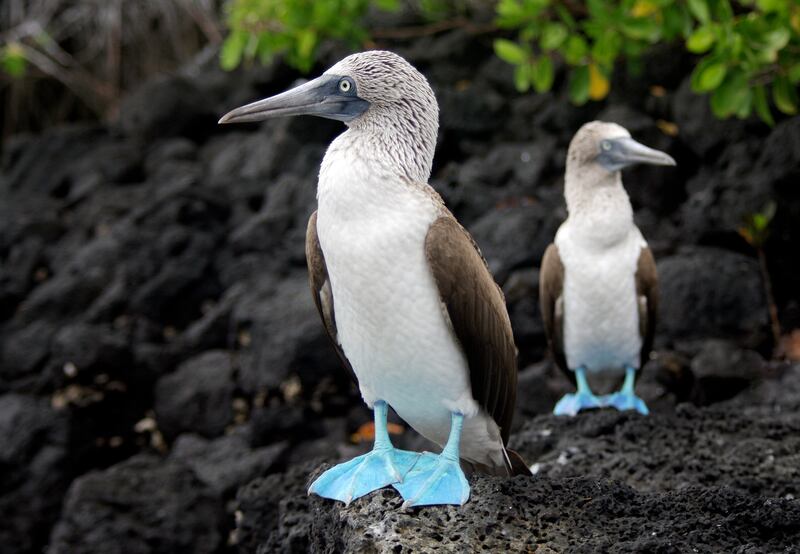 Two blue-footed boobies. Photograph: Getty Images
