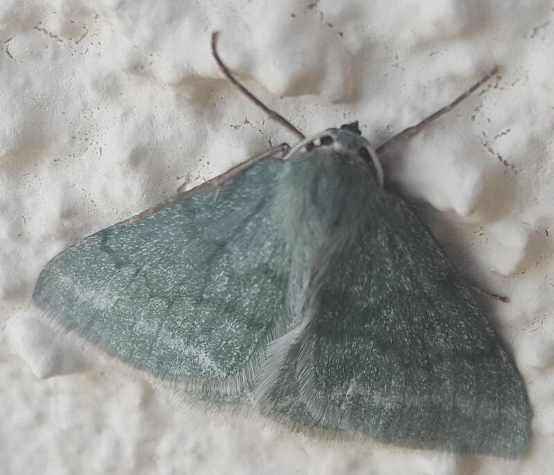 The grass emerald moth is found usually on moorland and damp scrubby grassland.