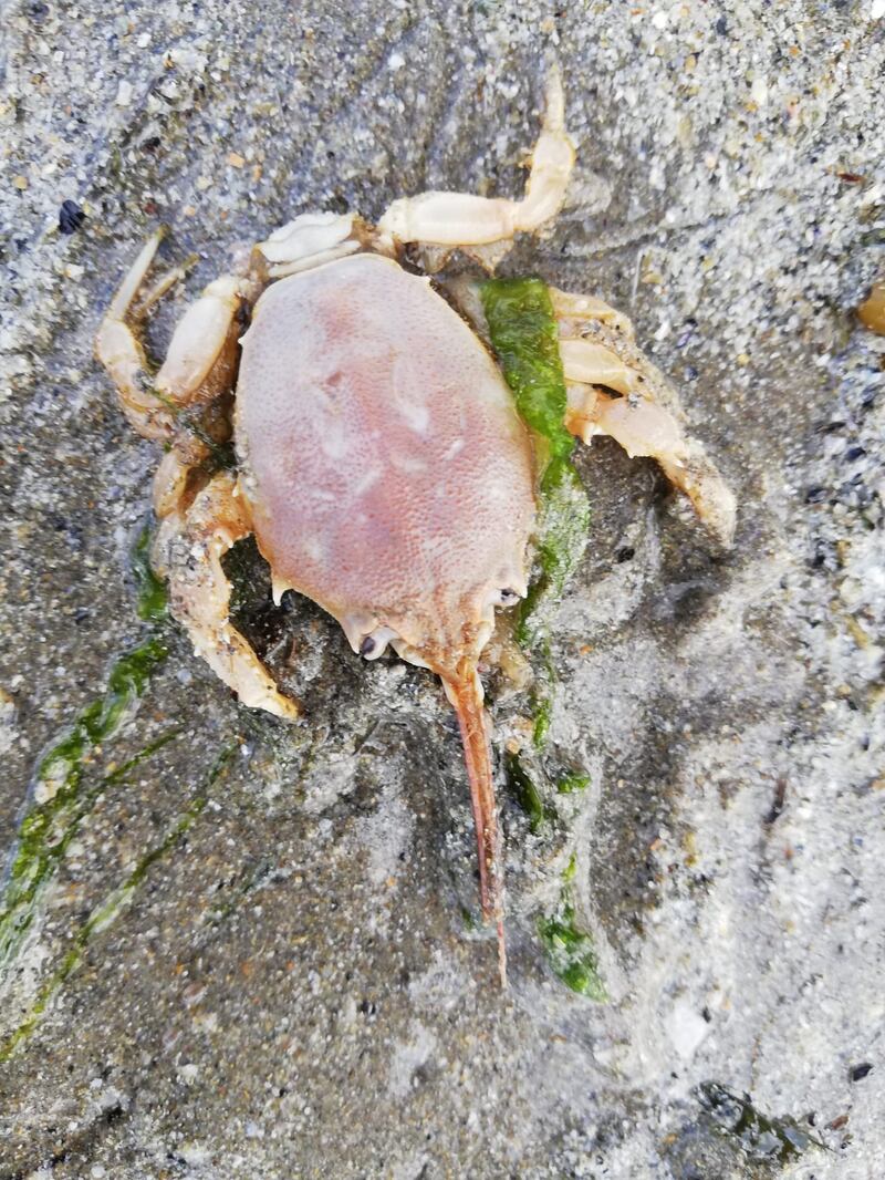 Remains of a masked crab. Supplied by Richard Neville