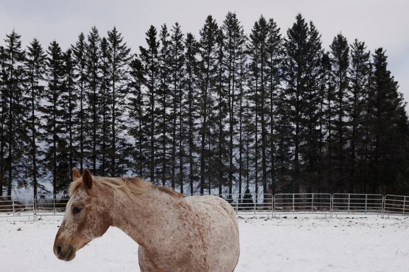 A horse on a farm near the town centre of Hérouxville. Much of the region is agricultural. Photograph: Nasuna Stuart-Ulin/New York Times