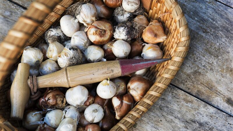 Wicker basket filled with a mixture of tulip and allium bulbs and a dibber tool.